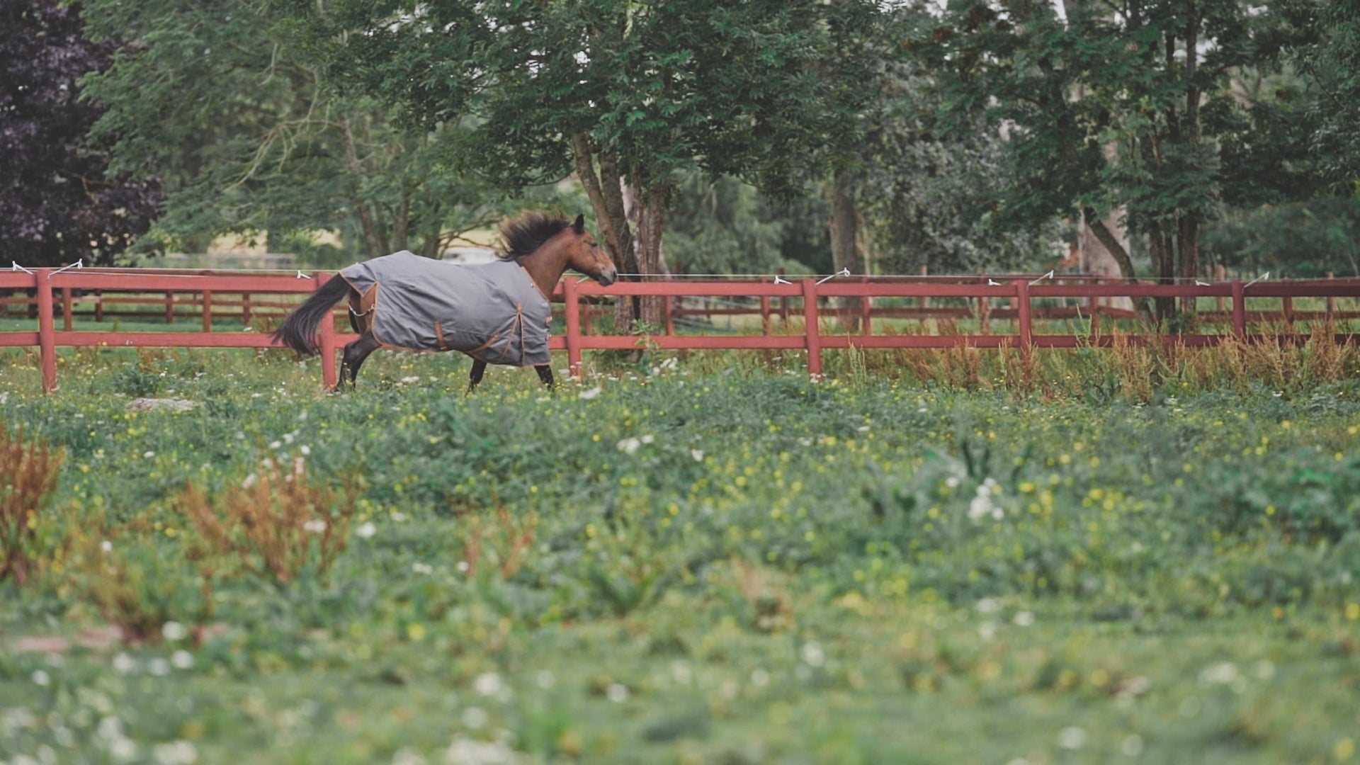 Hyltarp turnout rug Dusty 0g castor grey